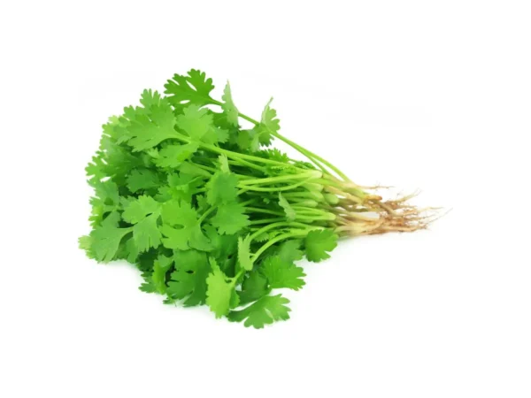 Cilantro por paquete
