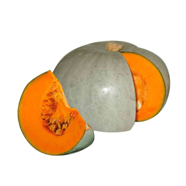 Zapallo jambori un.